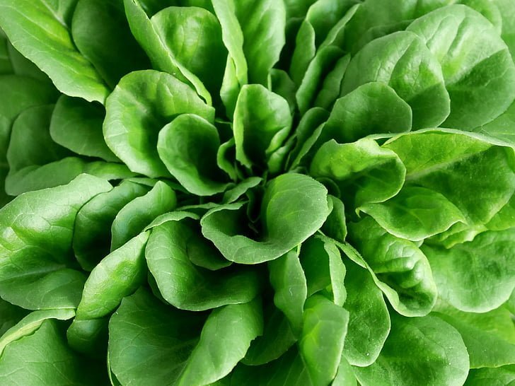 The Crisp Revolution: A Detailed Guide to Growing Salanova Lettuce