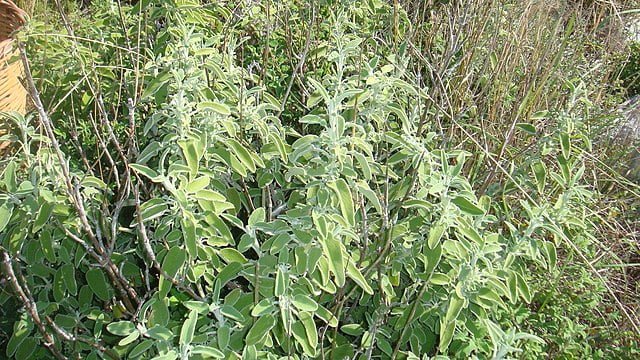 salvia officinalis faskomilo