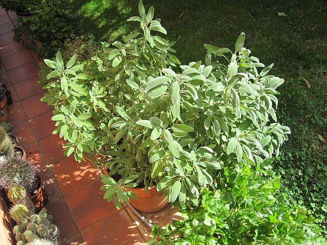 salvia officinalis in vaso