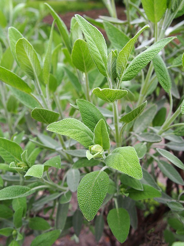 salvia officinalis szalwia lekarska 2019 04 28 03