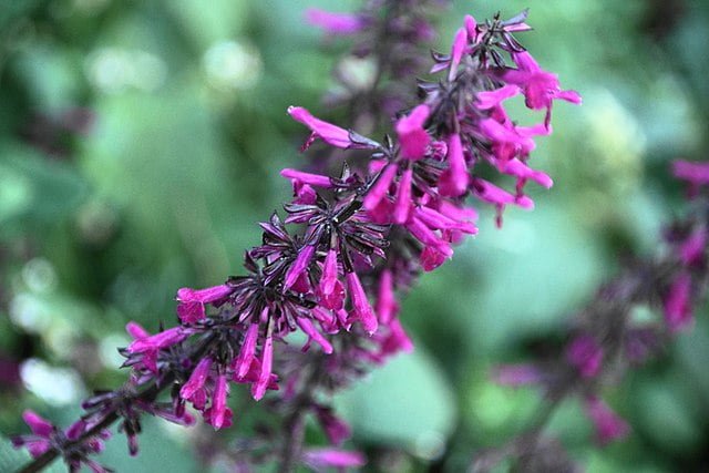 Blooming Brilliance: Your Guide to Growing Salvias