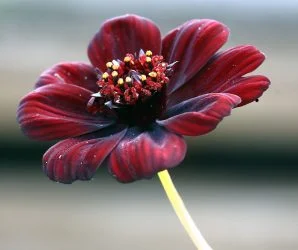 All About Chocolate Cosmos: A Plant Lover’s Delight