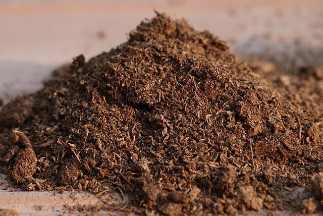 The Incredible Role of Peat Moss in Gardening