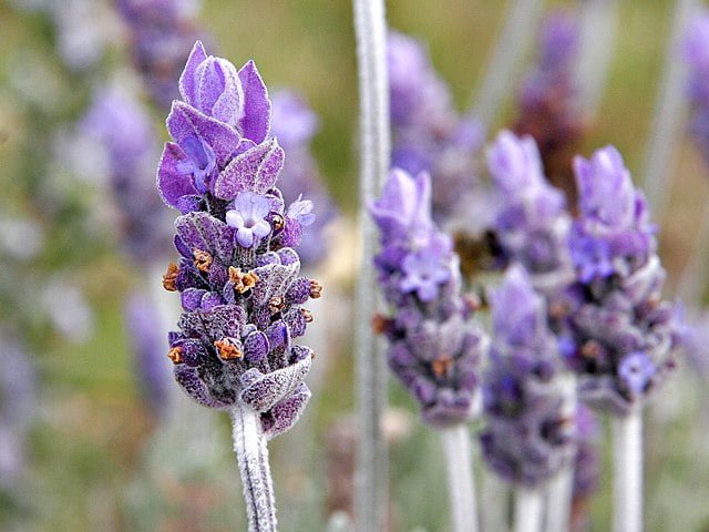 Growing Lavender: A Guide to Cultivating Fragrant Blooms 2 single lavender flower02
