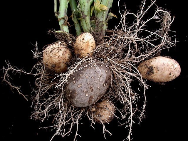 Potatoes: From Planting to Harvest