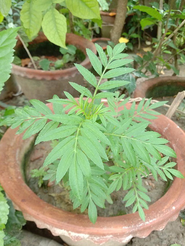 Add a Dash of Gold: How to Grow Marigolds 4 southern marigold tagetes minuta plant at a garden in west bengal
