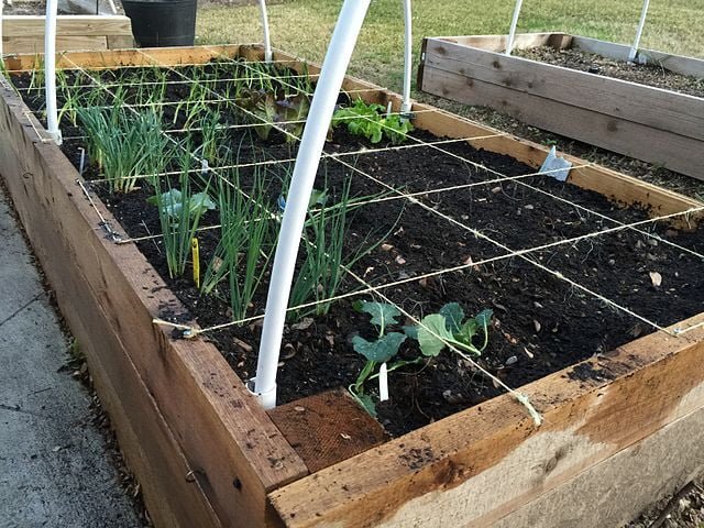 Square Foot Gardening: Maximizing Your Harvest in a Small Space