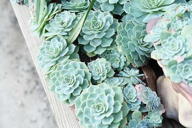 The Succulent Surge: A Simple Guide to Growing Succulents from Leaves
