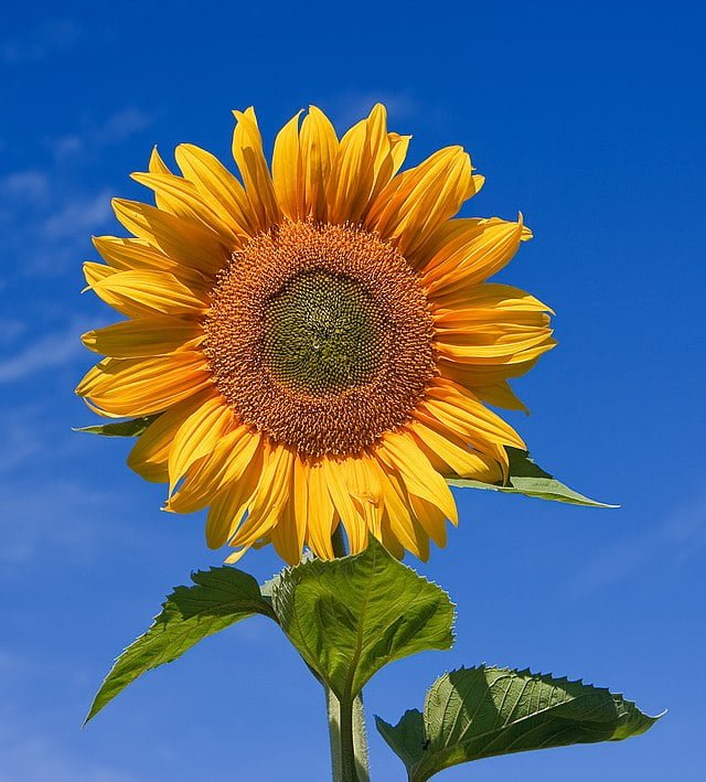 Sunlit Sentinels: A Guide to Growing Sunflowers