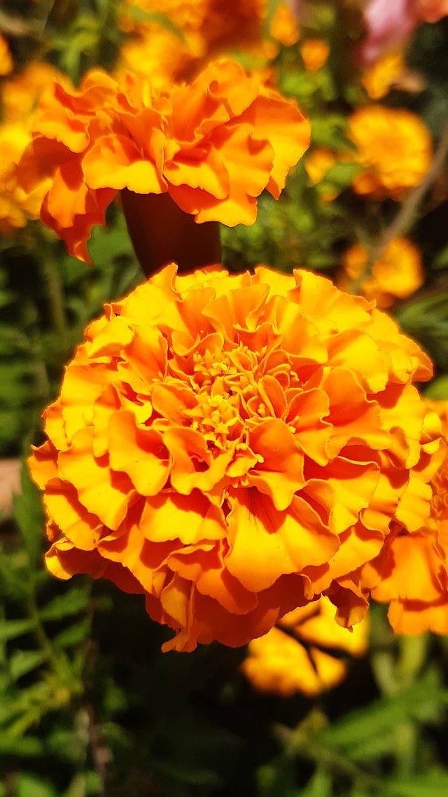 tagetes marigold flower 03