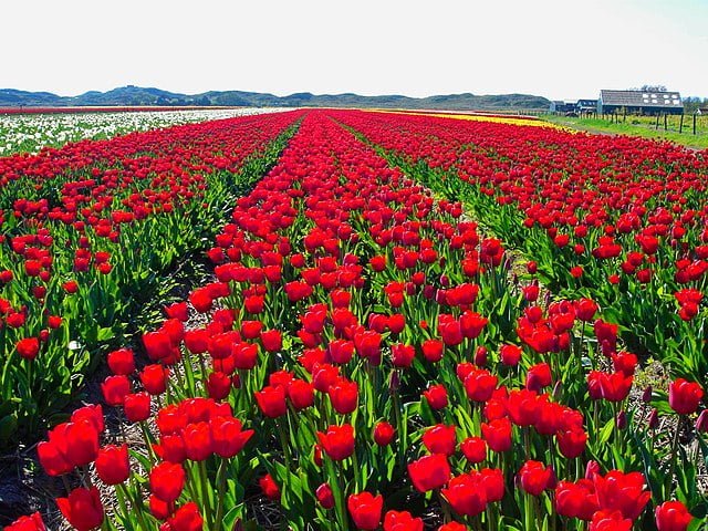Tulips: Your Comprehensive Guide to Growing Fields of Beauty 7