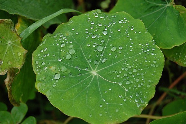 tiny surface structures make nasturtium leaves water resistant