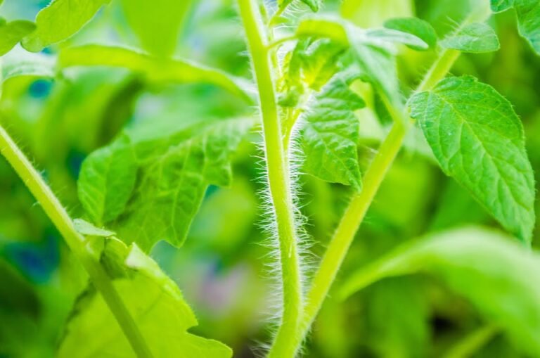 Proper Tomato Pruning Practices: How to Prune Tomato Plants for a Hefty Harvest