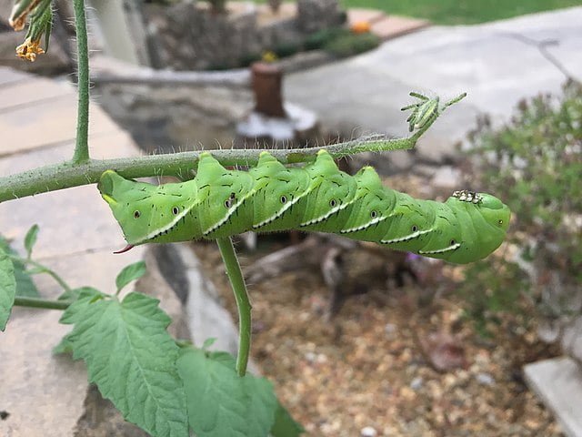 8 Common Tomato Issues: Identifying and Addressing Tomato Plant Problems