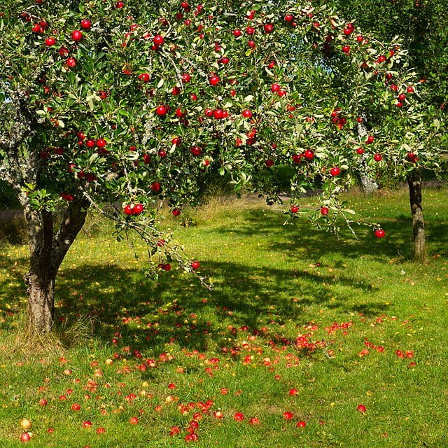 tree with red apples in barkedal 4