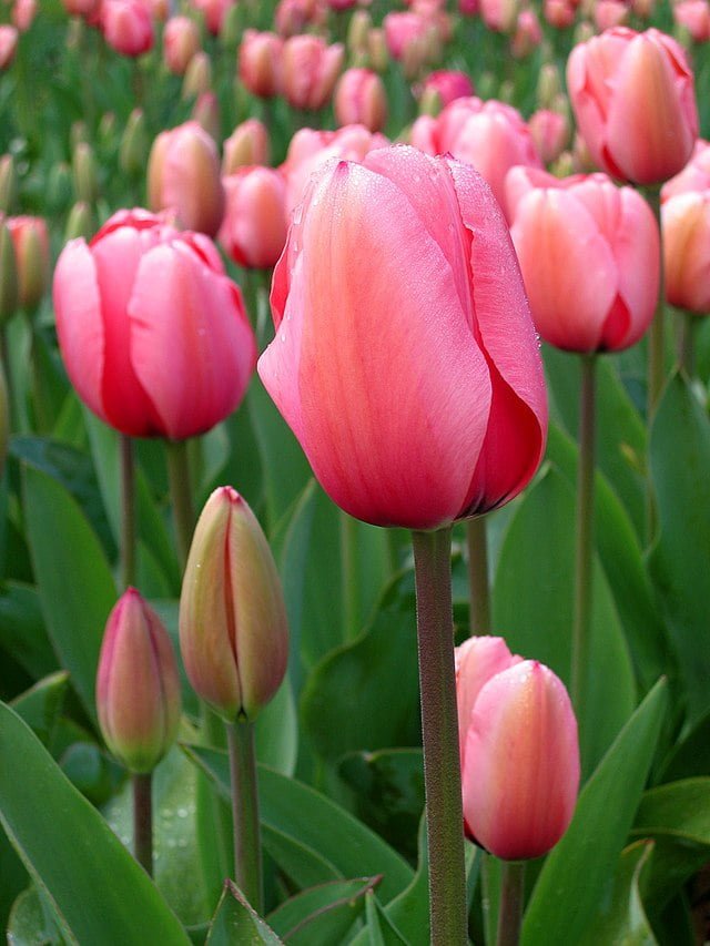 Tulips: Your Comprehensive Guide to Growing Fields of Beauty