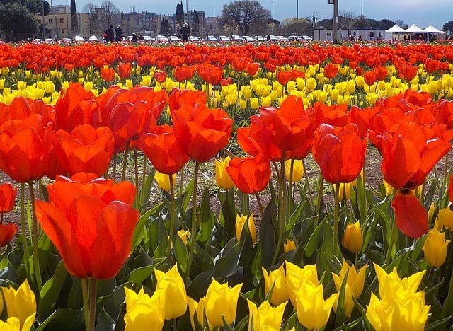 tulips in rome