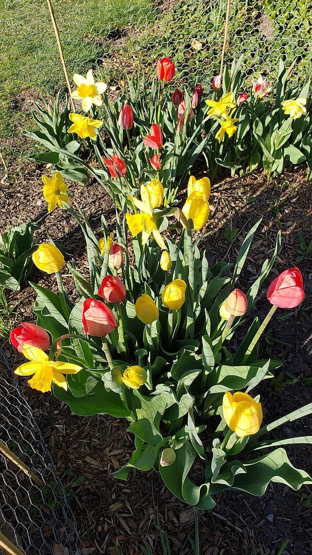 tulips within sun 2