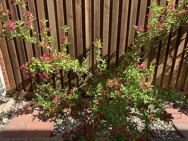 The Joy of Growing Weigela: A Wonderful Spectacle for Your Garden