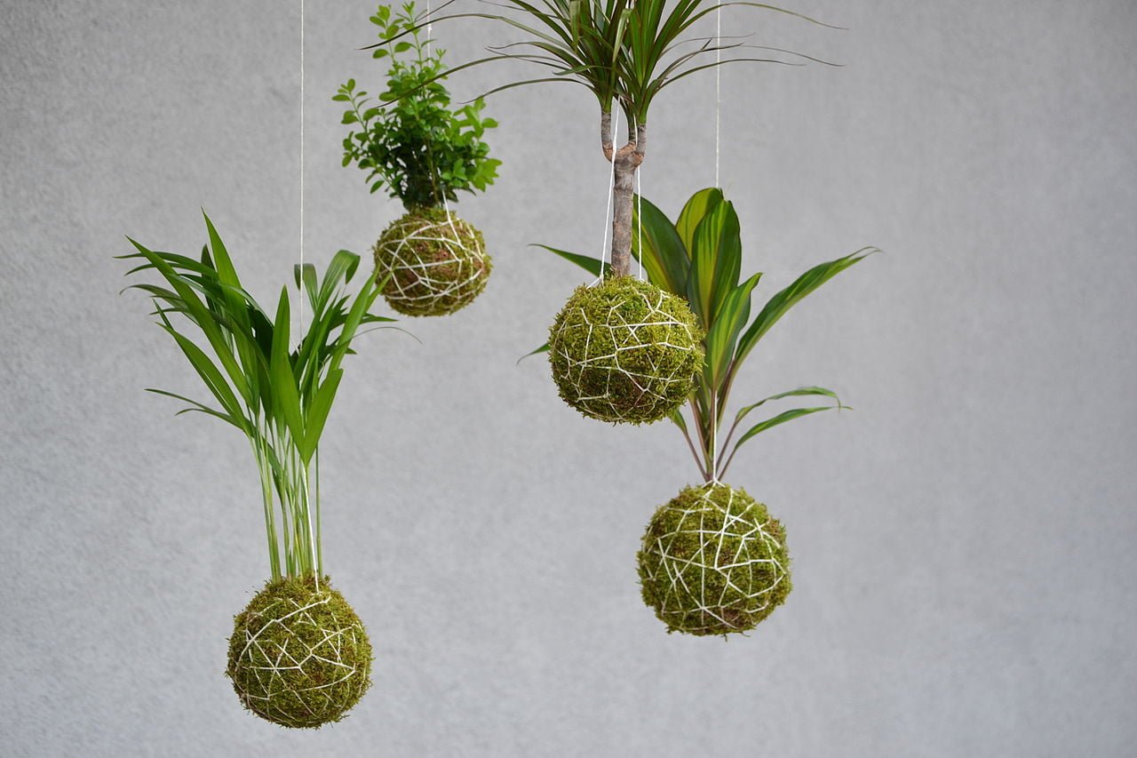 Kokedama: The Art of the Japanese Moss Ball Garden 2 zavesne kokedamy 2
