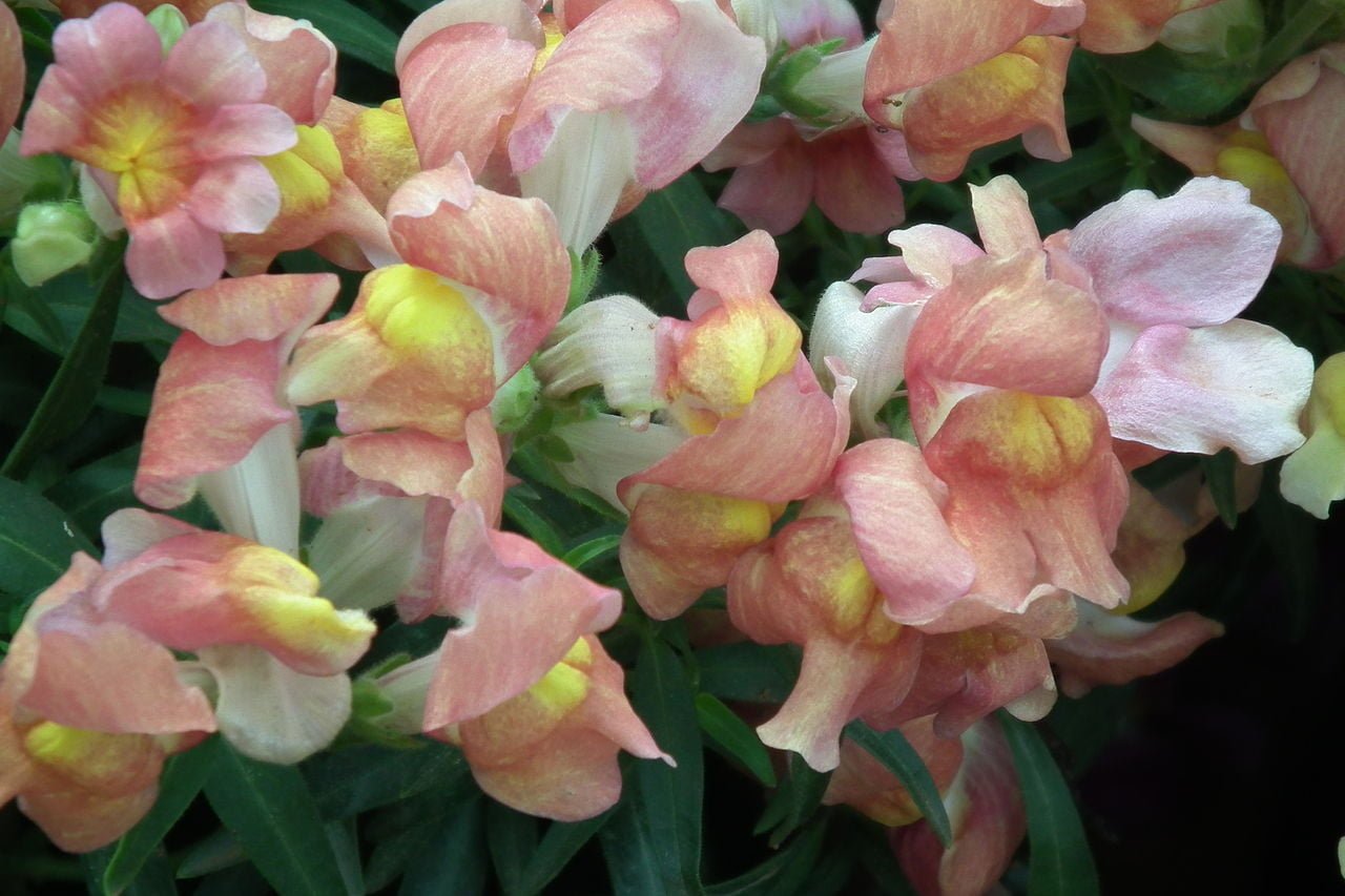 1280px Antirrhinum snap dragon