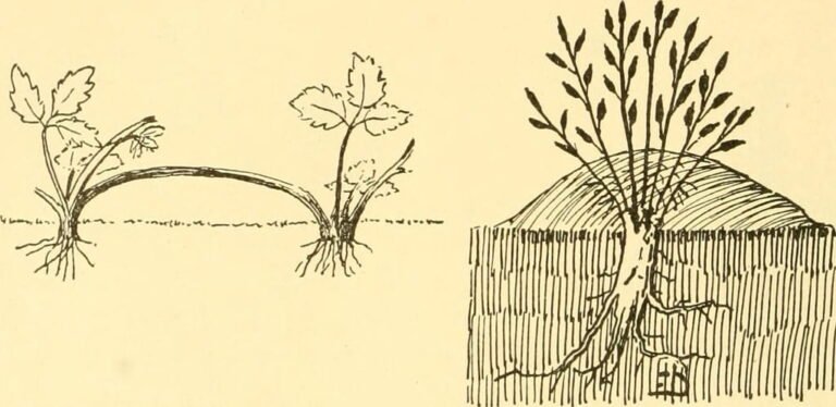 Layering: A Natural Art of Plant Propagation