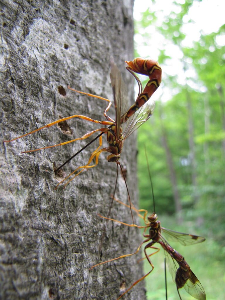 Parasitic Wasps: Nature’s Pest Control Agents