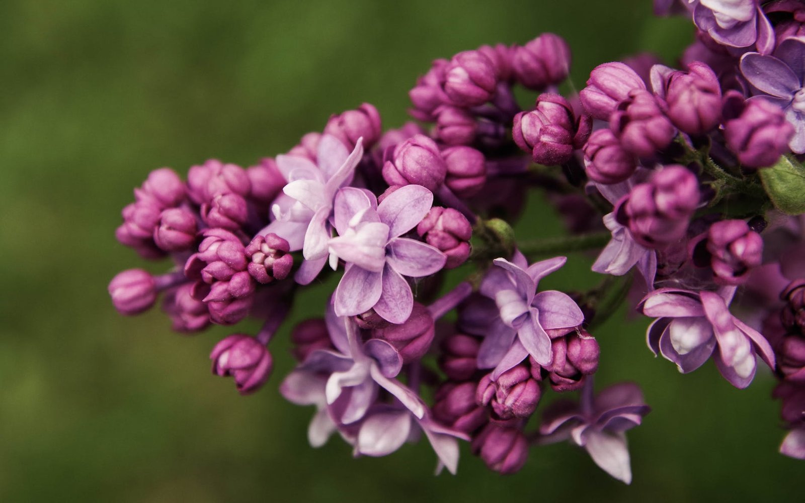 close up photo of purple petal flowers