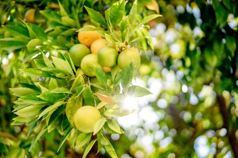 green and yellow round fruits