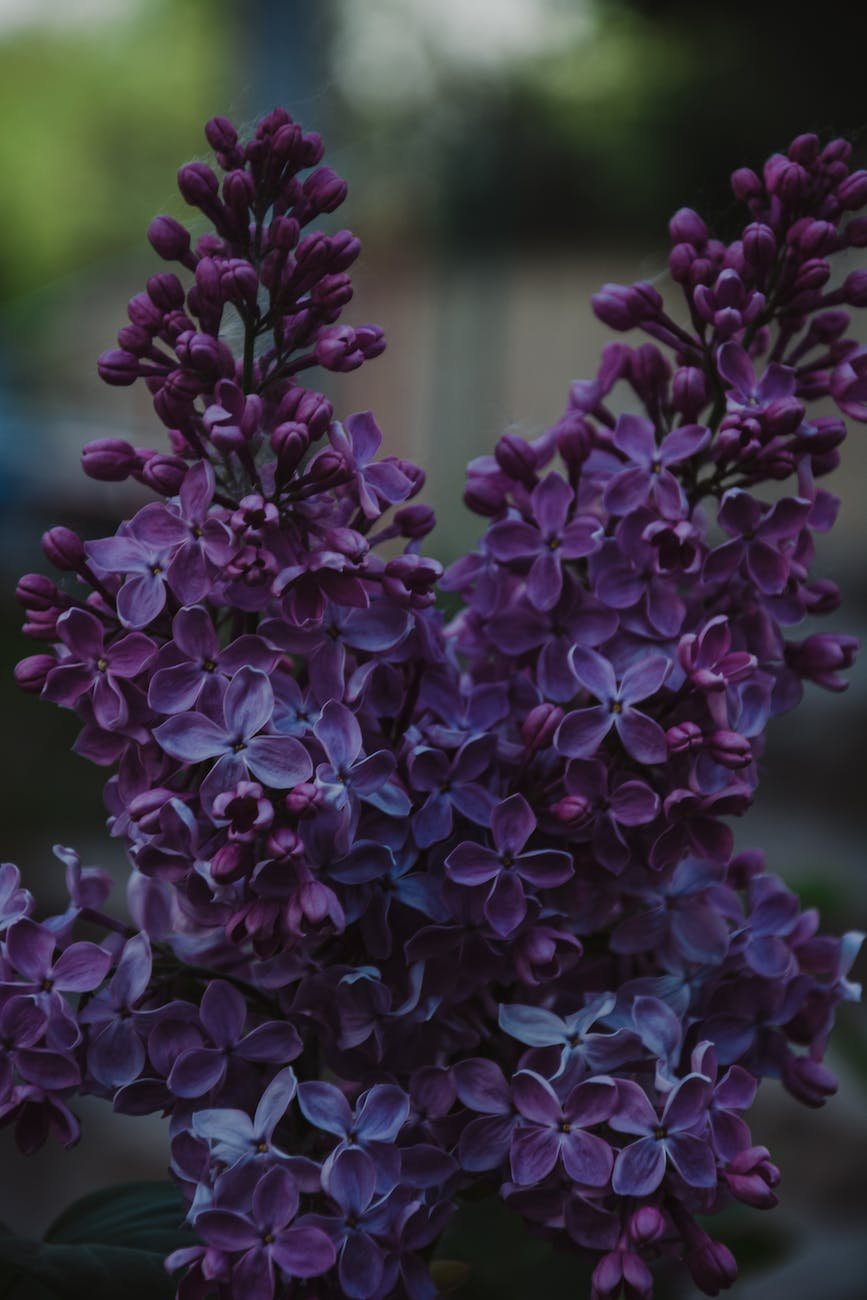 selective focus photo of purple petaled plant