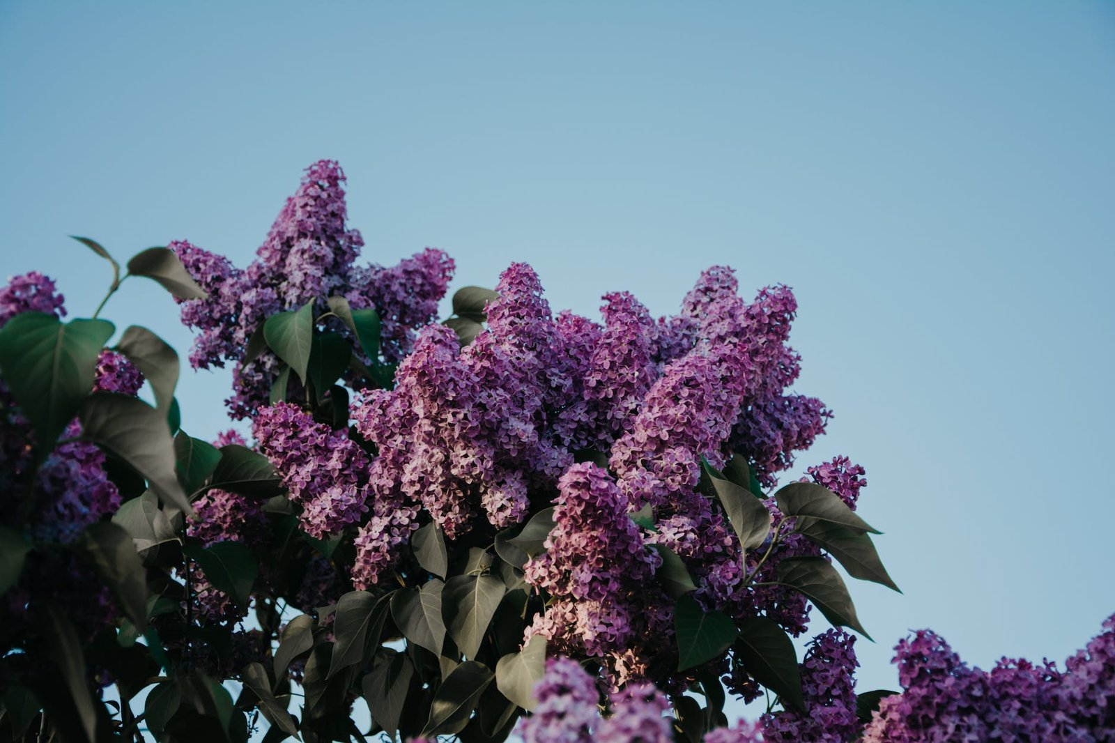 purple growing lilacs