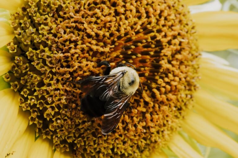 bee on a sunflower