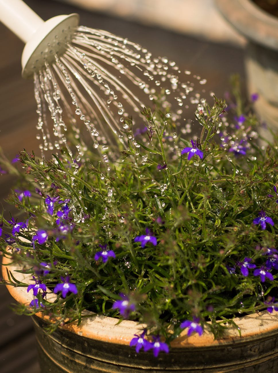 person watering purple flowering plant