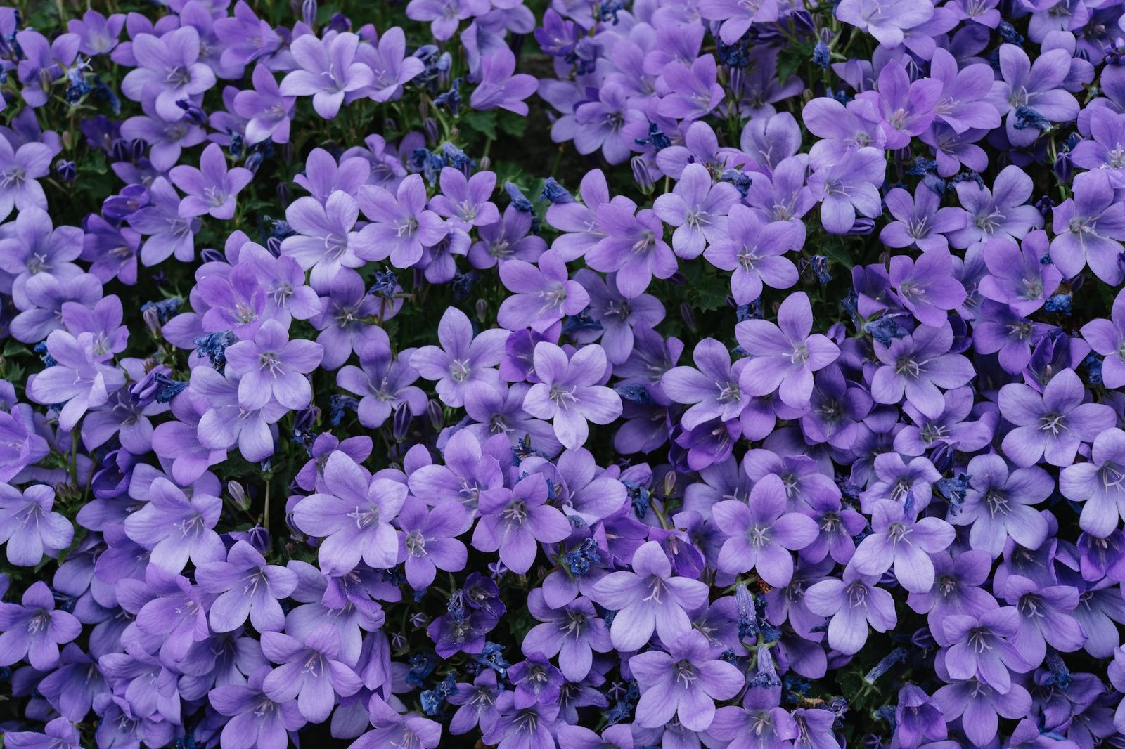 purple lilac flowers with green leaves