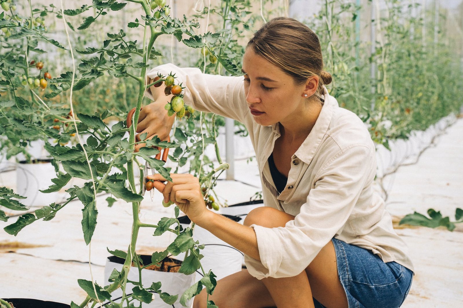 a woman pruning a tomato plant