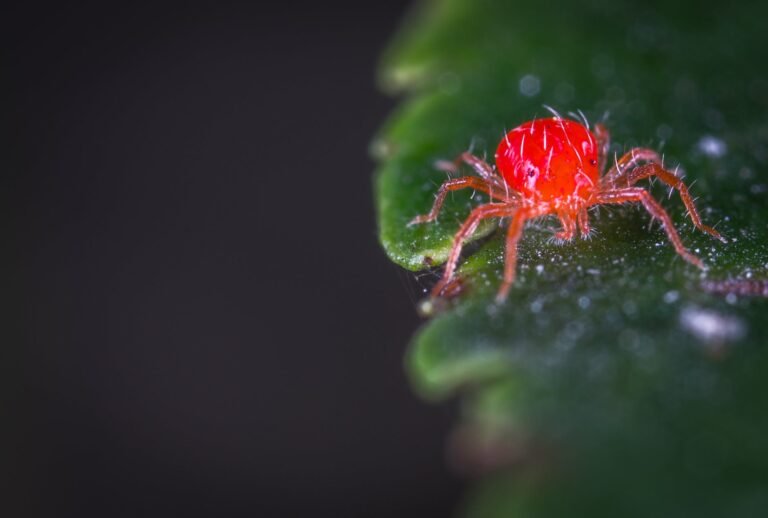 close up photography of red spider mites