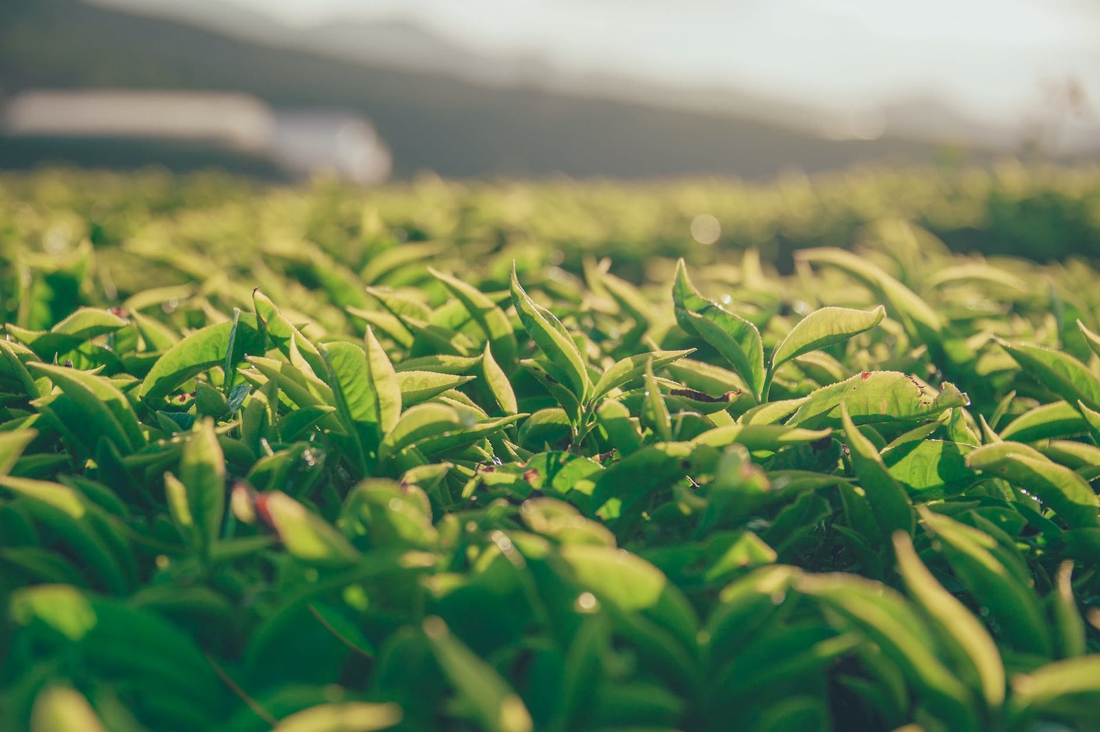 shallow focus photography of green leaves