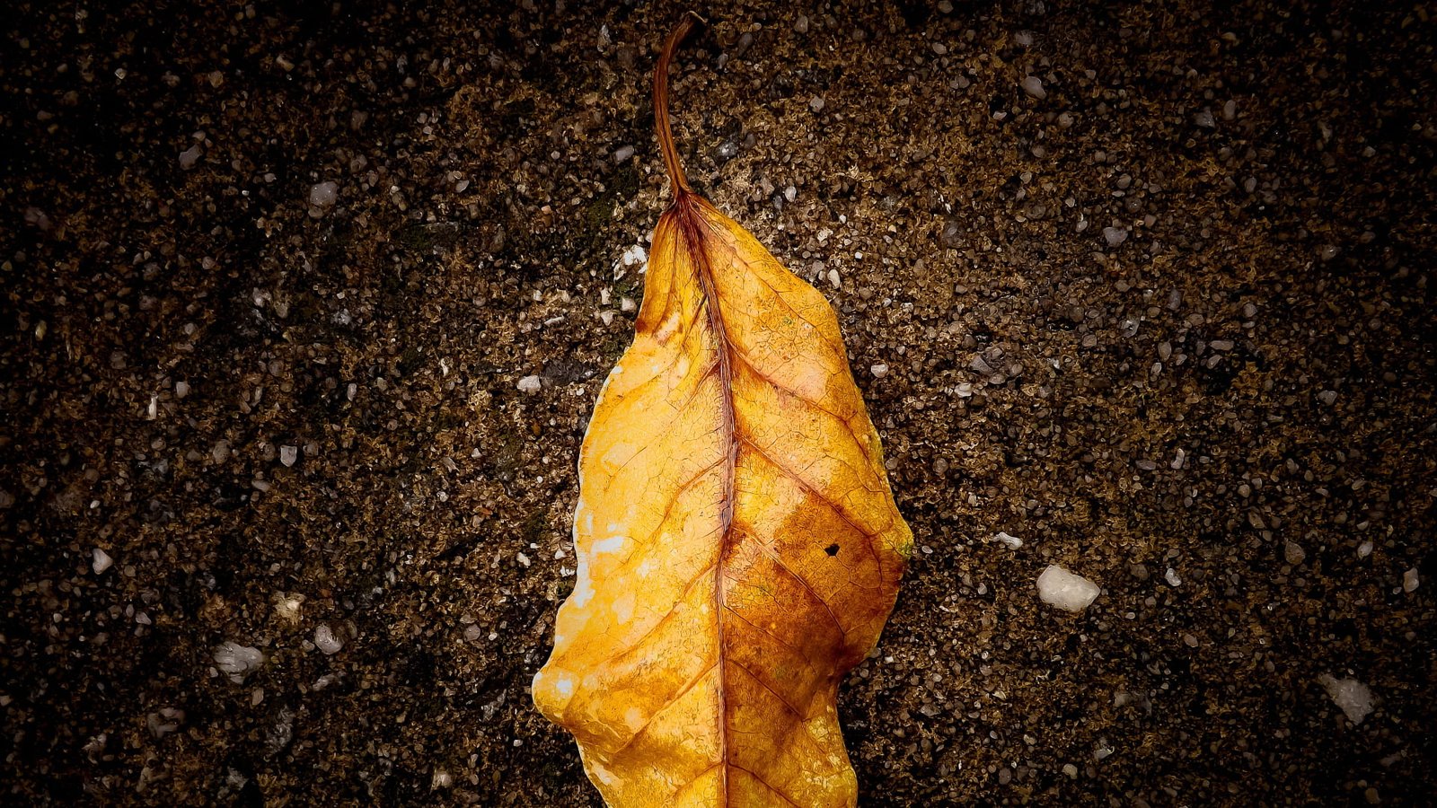 yellowing leaf on ground