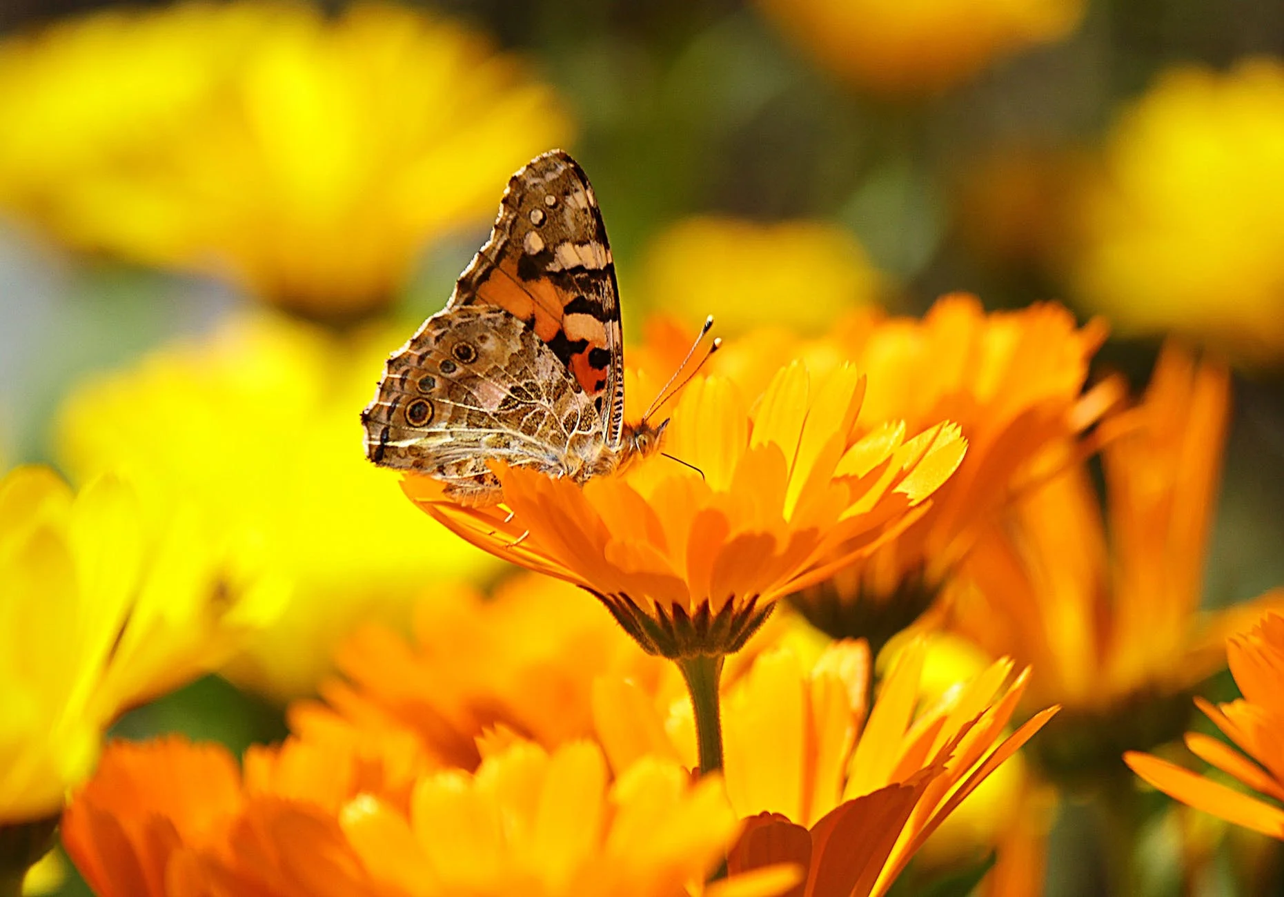Edible Flowers from the Garden: A Blooming Culinary Adventure 3 butterfly perched on the yellow petaled flower during daytime