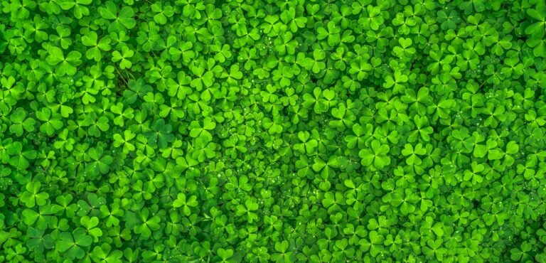 top view photo of clover leaves