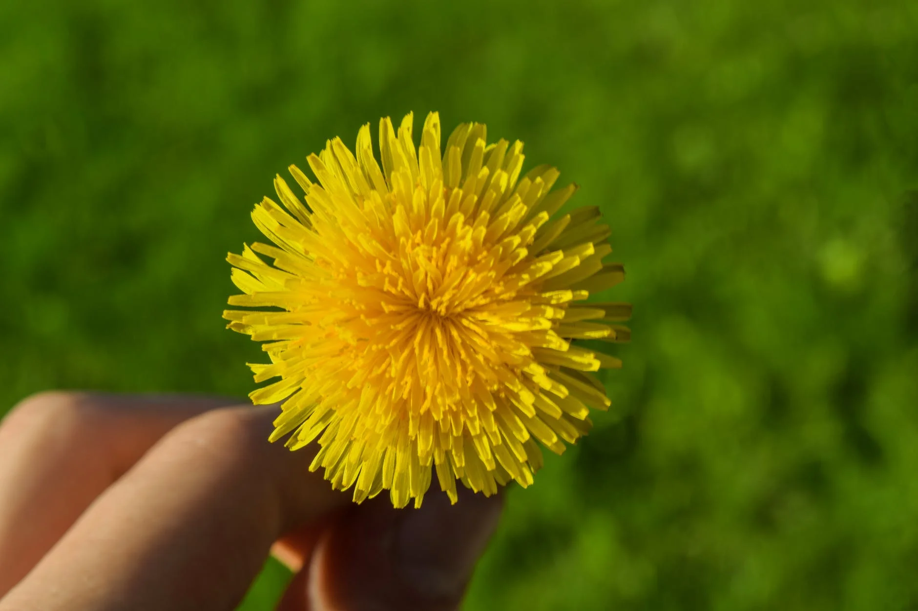 Edible Flowers from the Garden: A Blooming Culinary Adventure 6 yellow dandelion flower