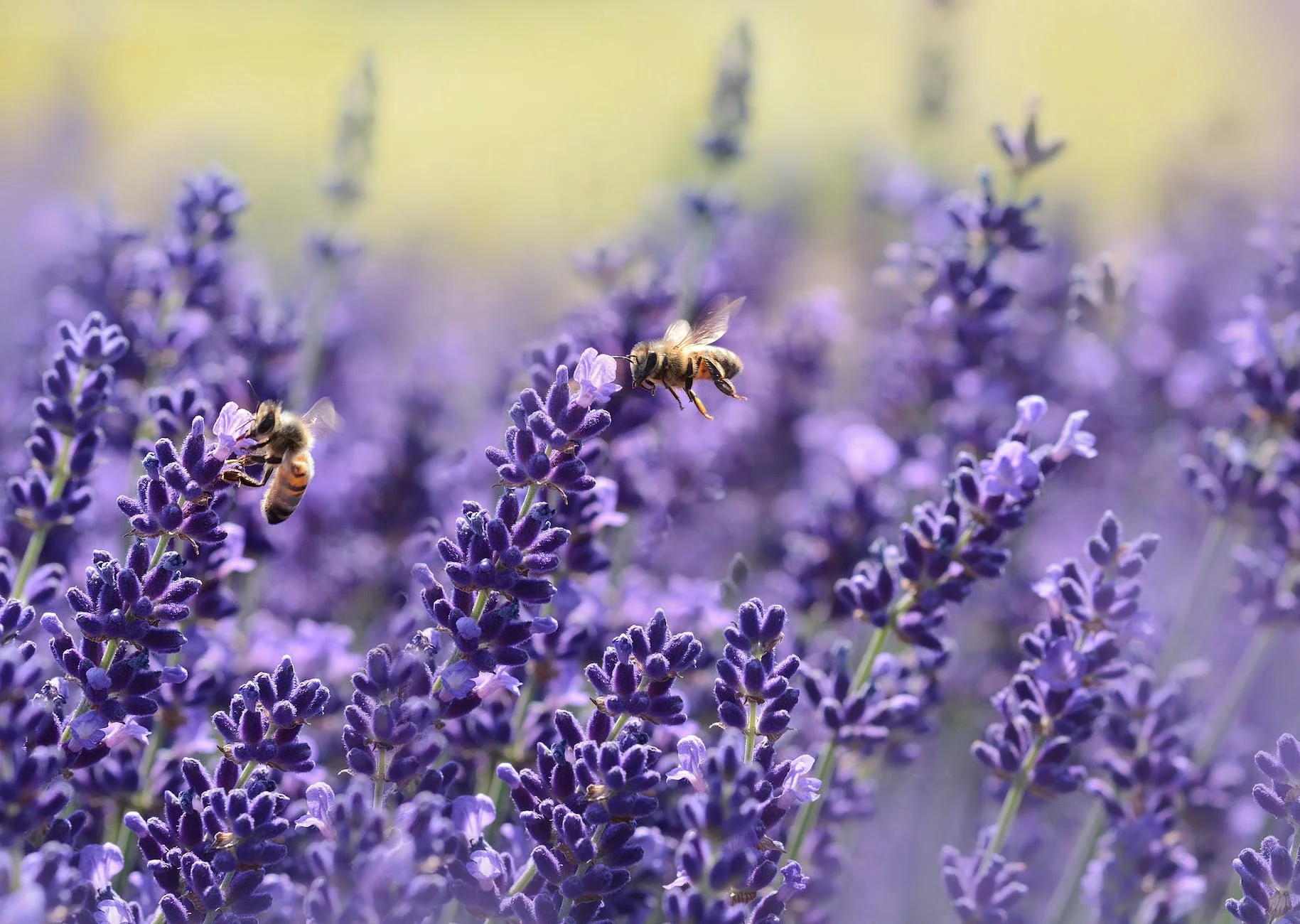 Edible Flowers from the Garden: A Blooming Culinary Adventure 4 bees on purple flower