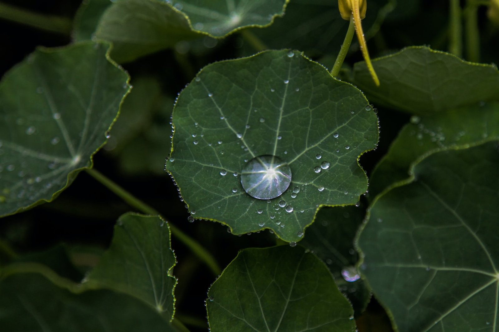 water droplets on green leaf