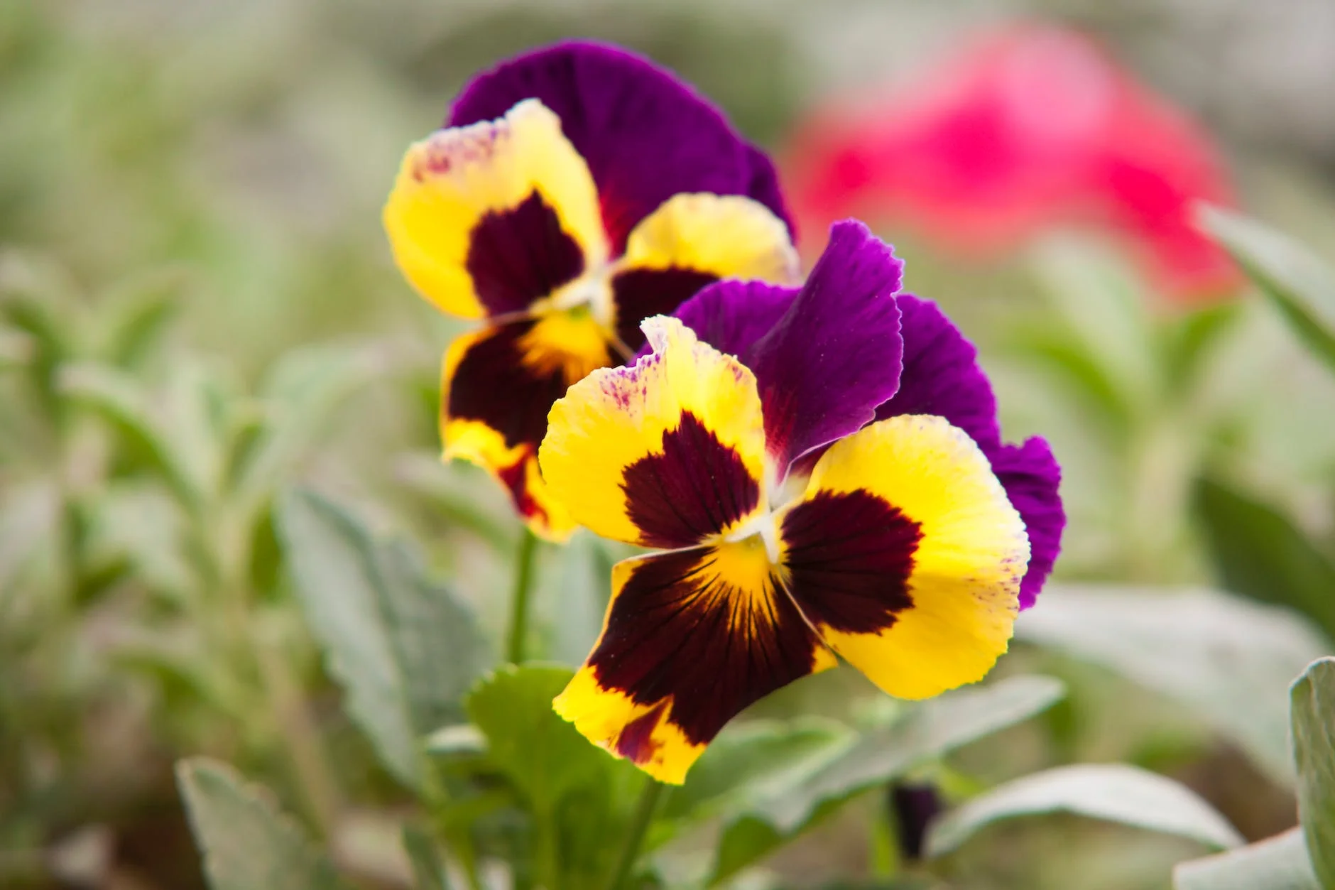 Edible Flowers from the Garden: A Blooming Culinary Adventure 5 selective focus photography of yellow and purple petaled flowers