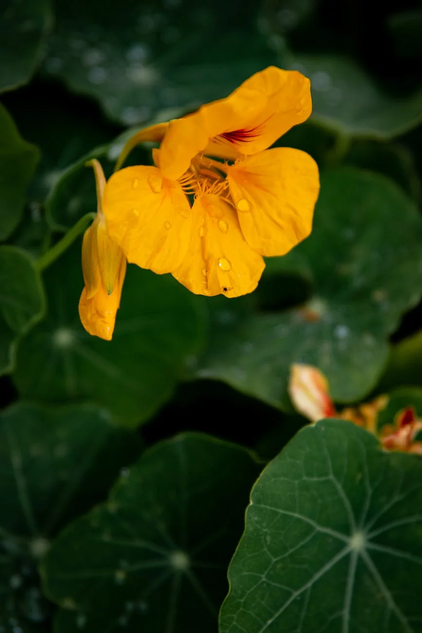 Edible Flowers from the Garden: A Blooming Culinary Adventure 2 close up shot of a nasturtium