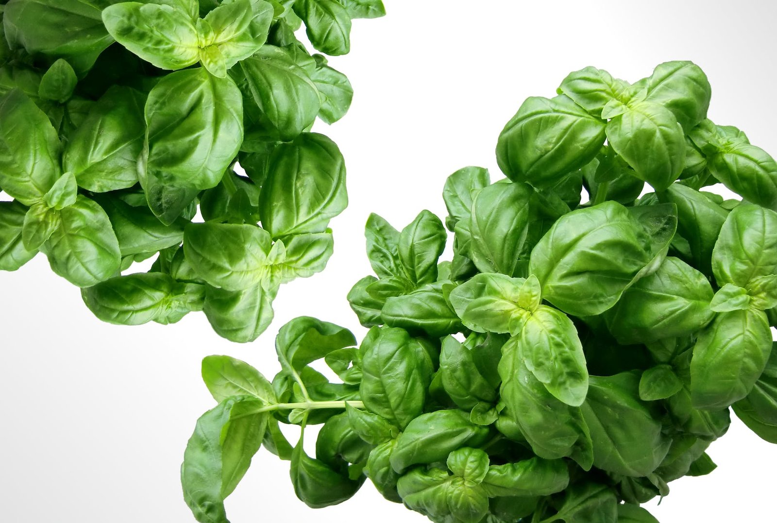 plant leaves green basil