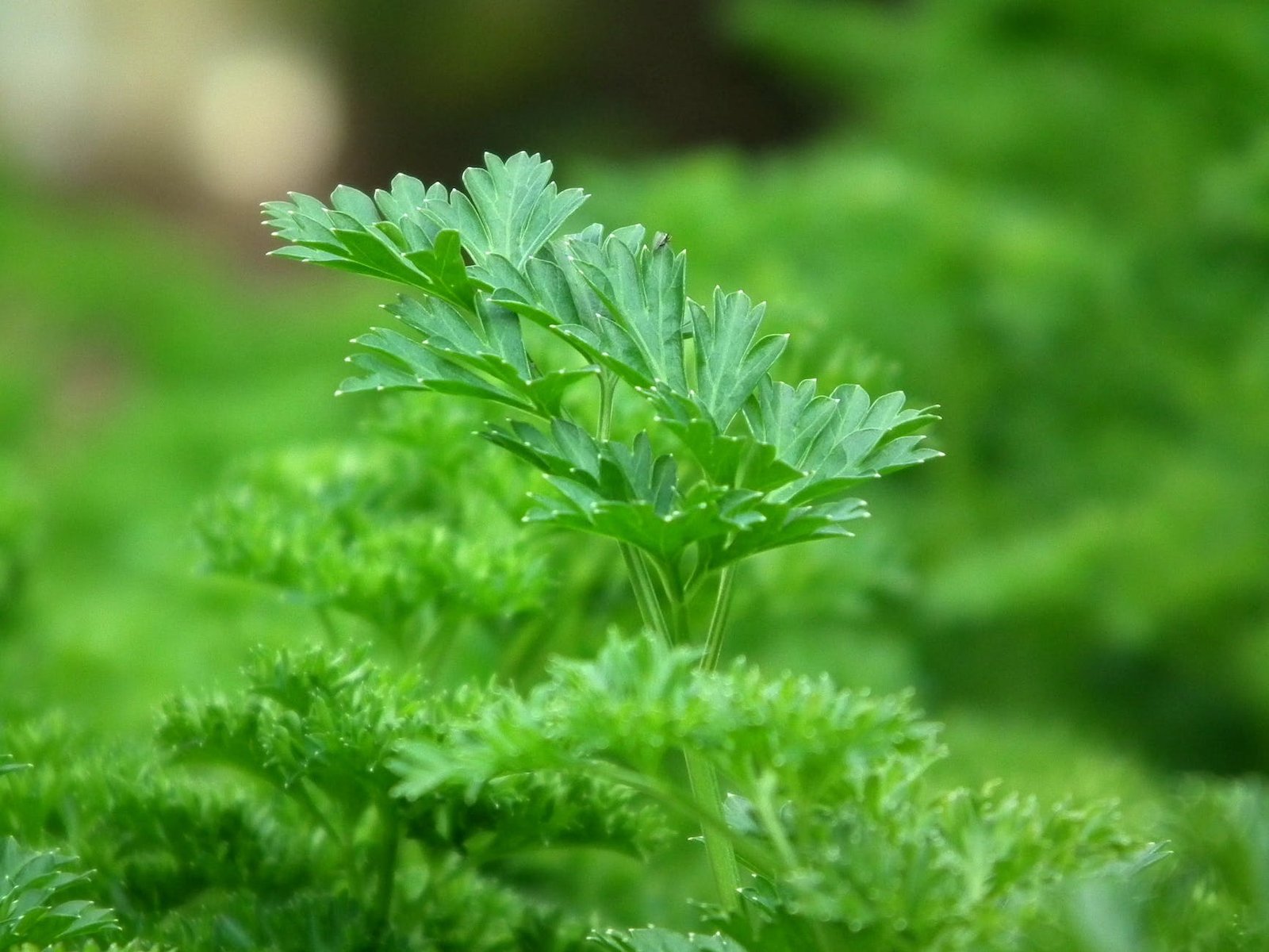 green leaf plants