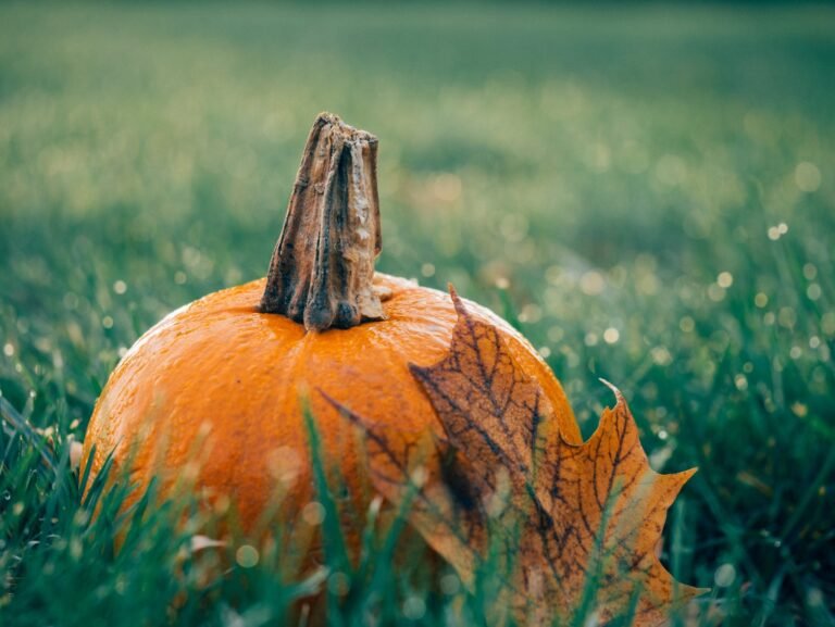 autumn decoration fall field