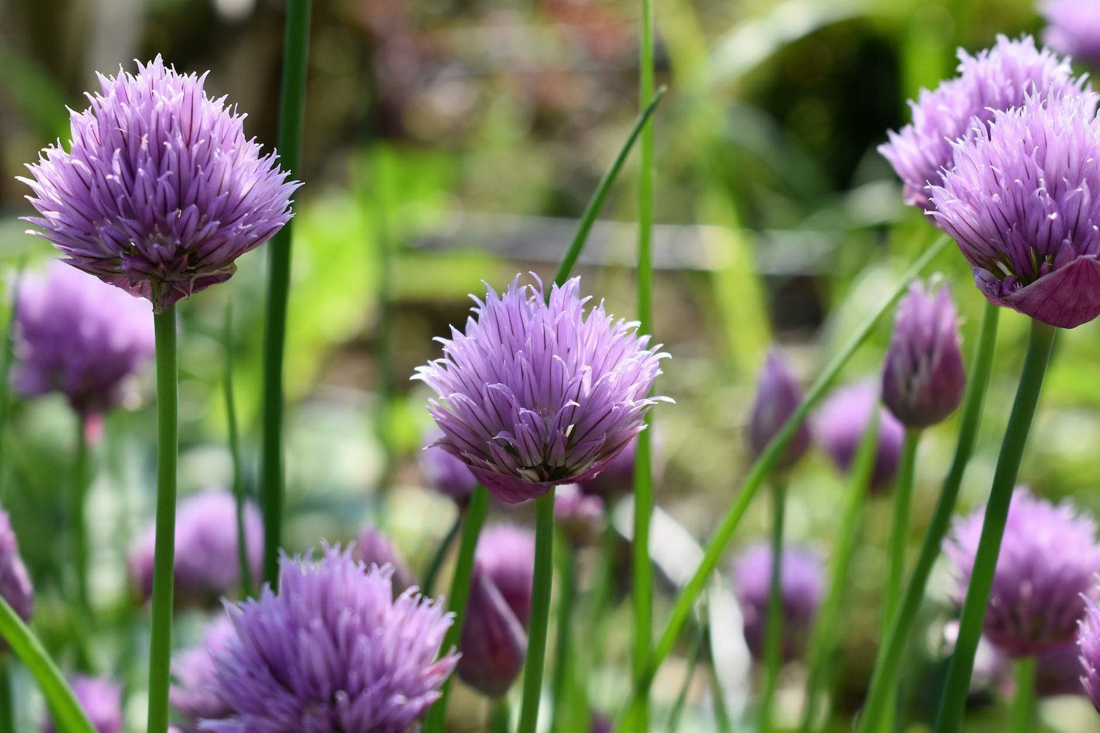 aromatic bloom blooming blossom