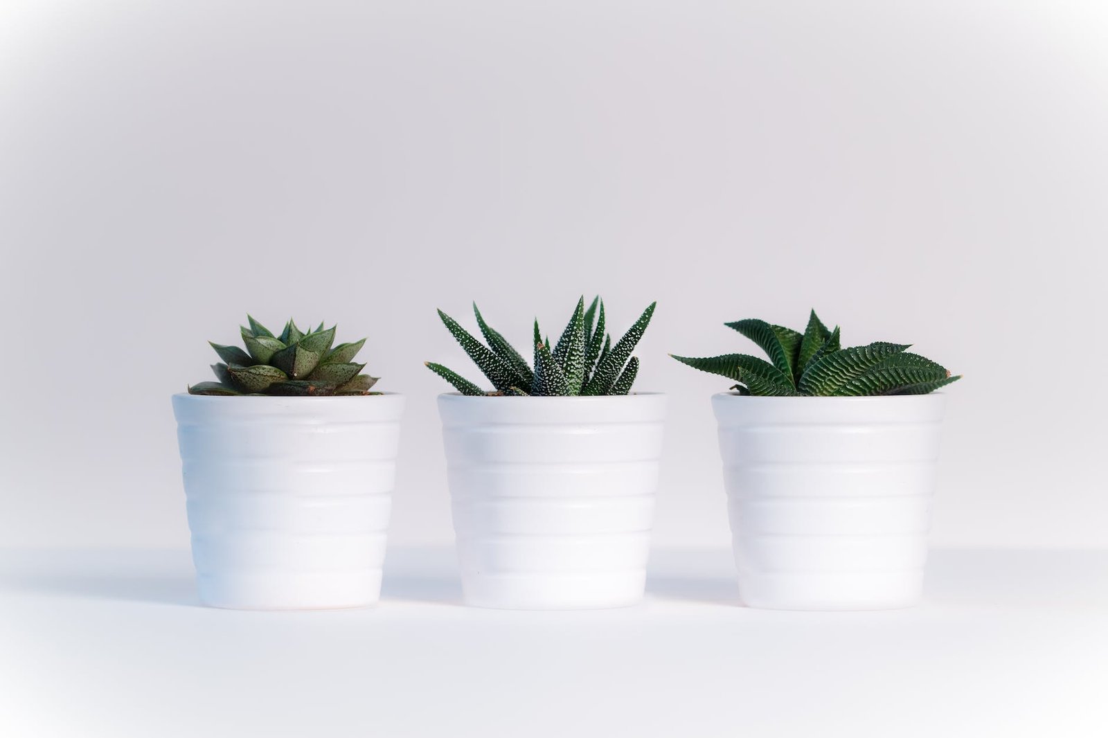 three green assorted plants in white ceramic pots